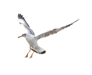 Flying beach white background