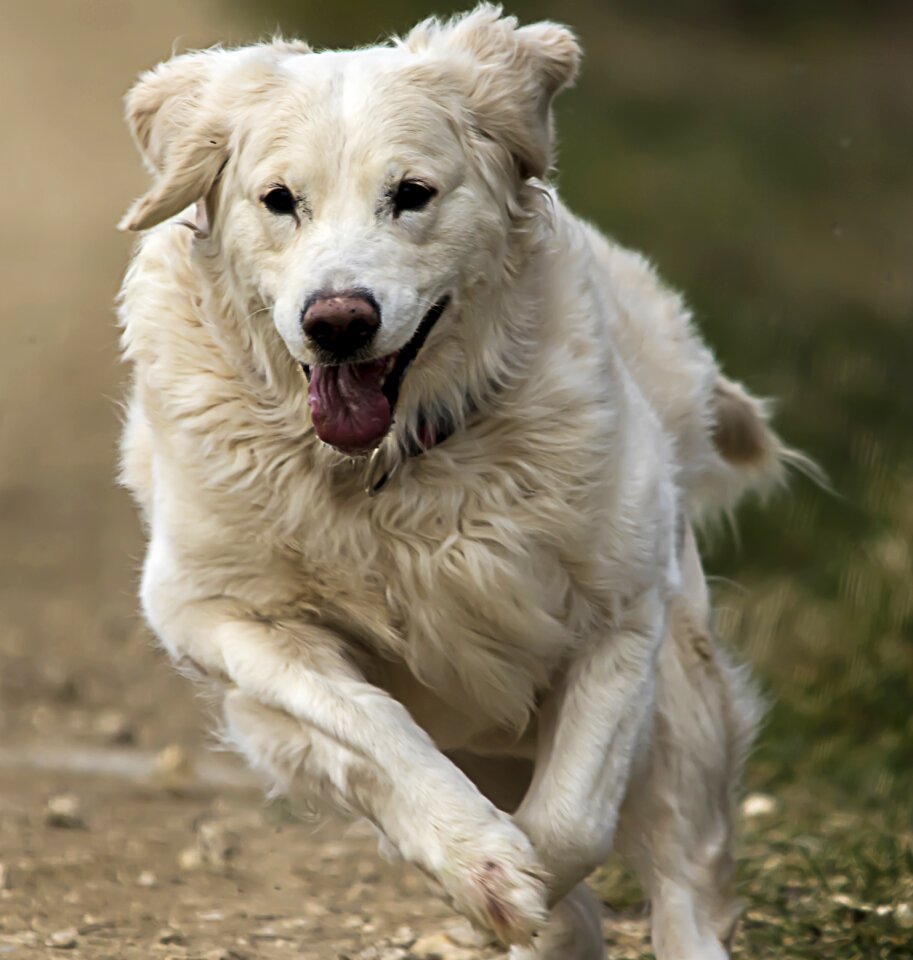 Animal golden nature