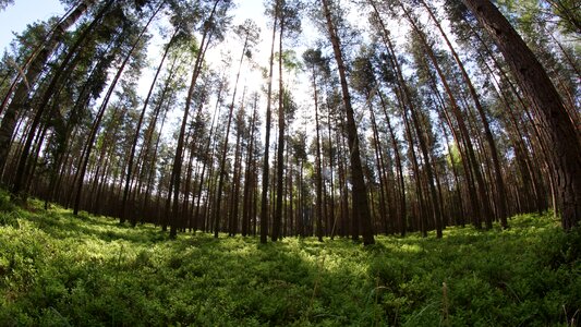 Fisheye nature forest