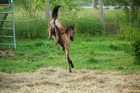 Brown mold thoroughbred arabian high spirits