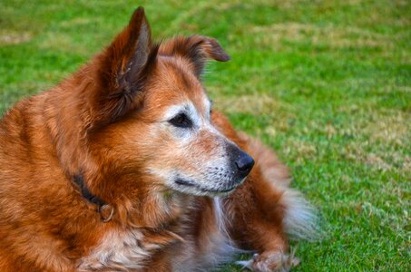 Pet hybrid wuschelig