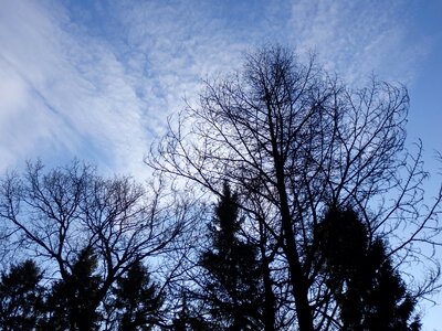 Trees clouds blue sky photo