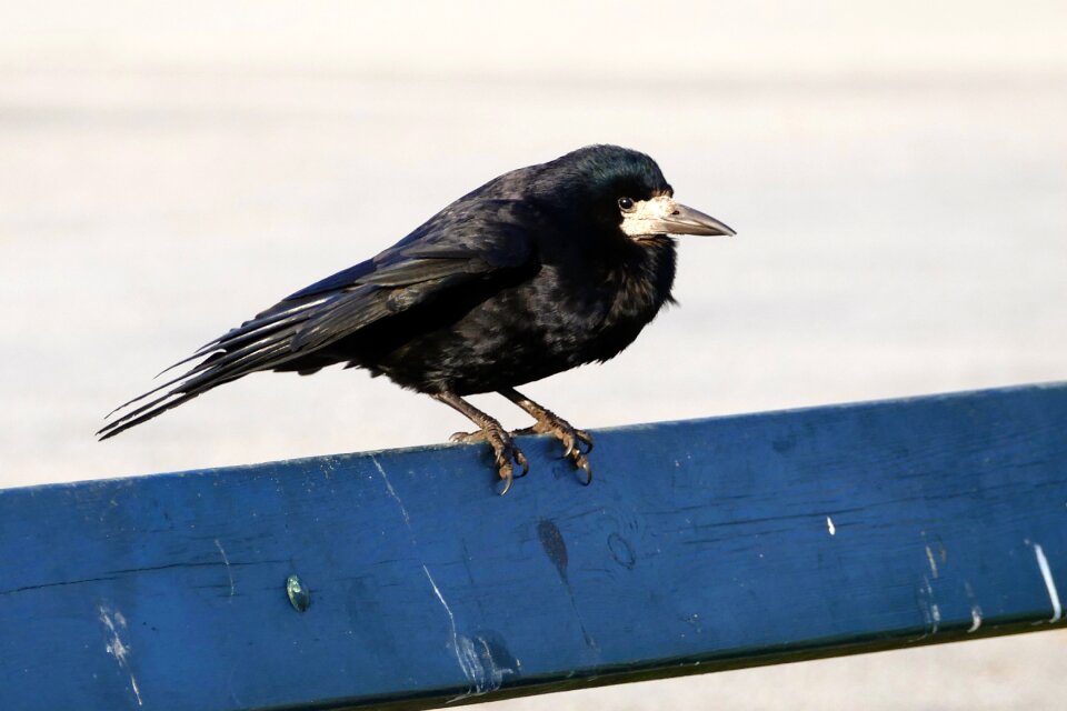 Nature wild ornithology