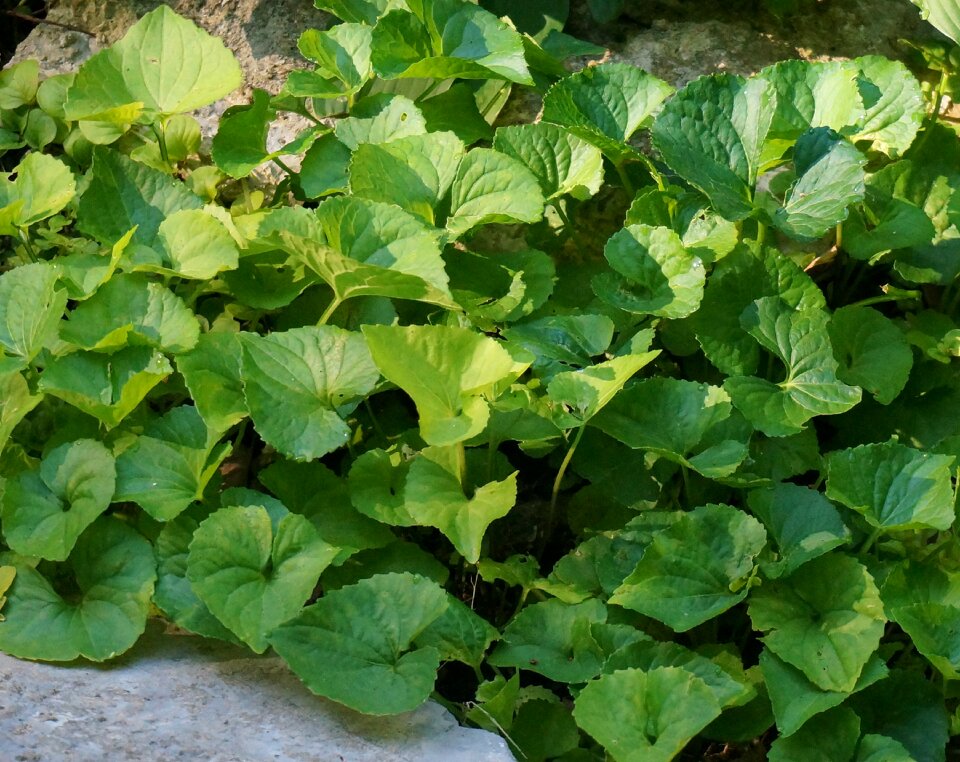 Leaf garden green