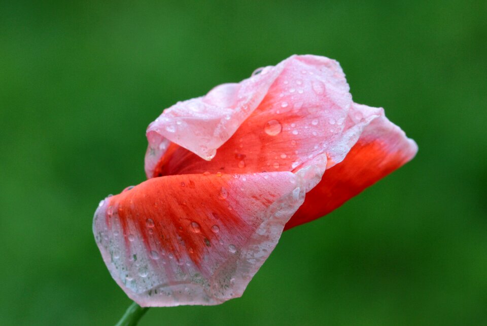 Poppy flower white border blossom