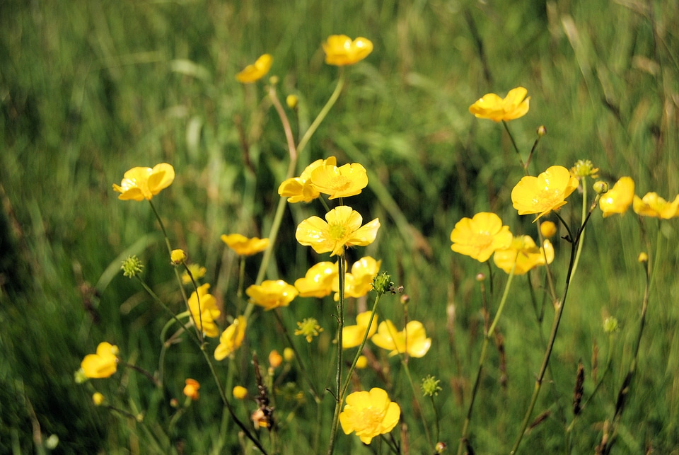 Wildflowers spring floral