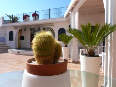 Plant prickly sea