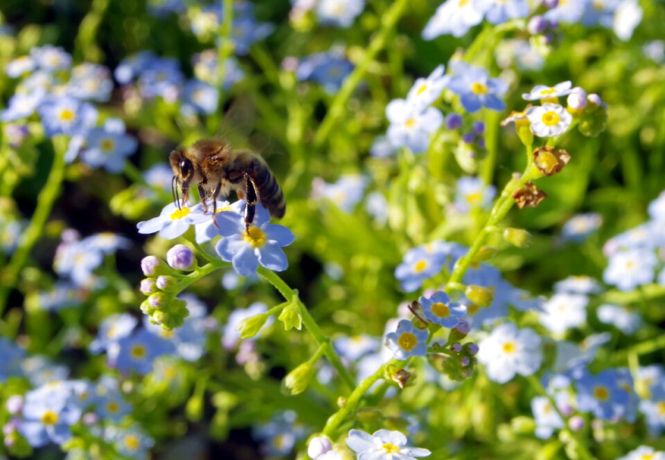 Pollination pollinate blue