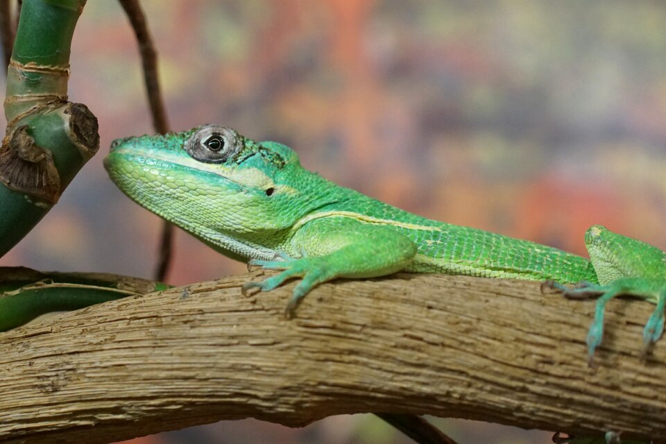 Iguana-like reptile creature