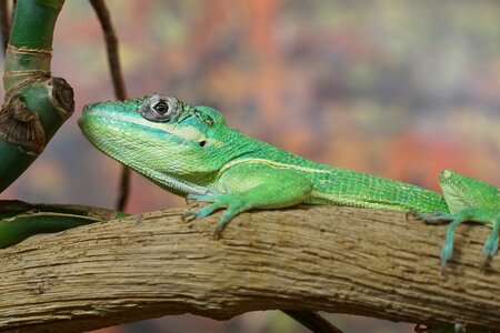 Iguana-like reptile creature photo