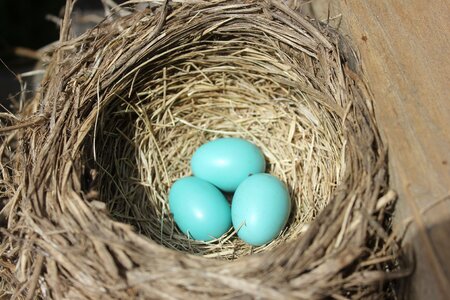Nest eggs photo