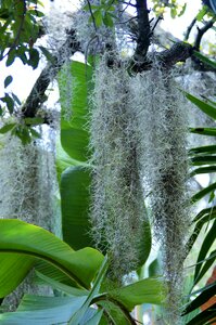 Daughter of the air old man's beard epiphytic plant