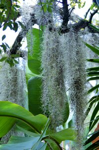 Daughter of the air old man's beard epiphytic plant photo