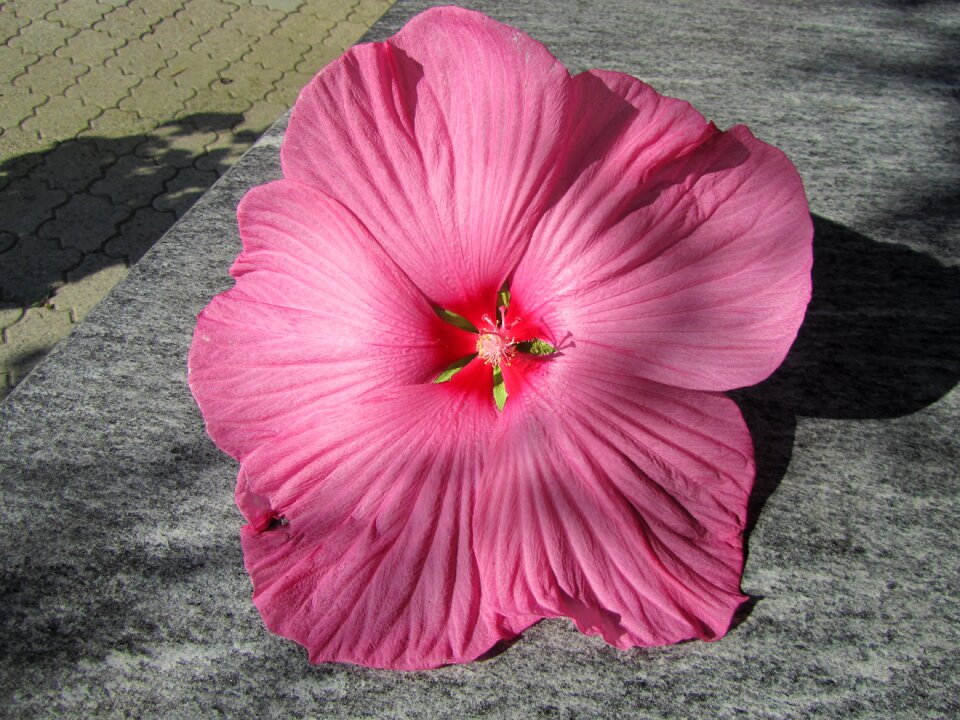 Blossom bloom hibiscus