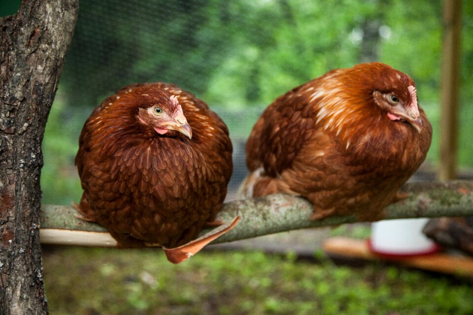 Hens food agriculture photo