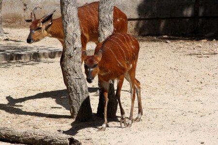 Zoo fauna africa photo