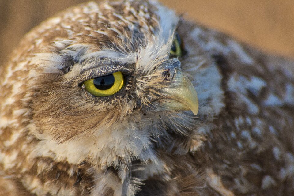 Brown owl bird predatory bird