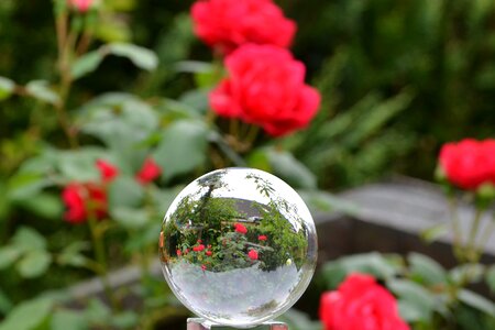 Globe image flower blossom