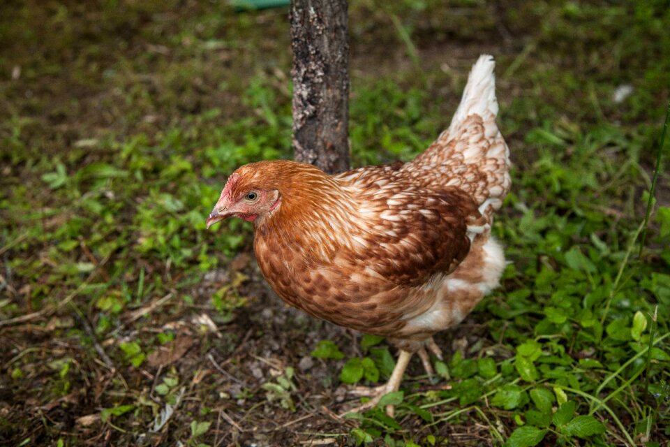 Hen food agriculture