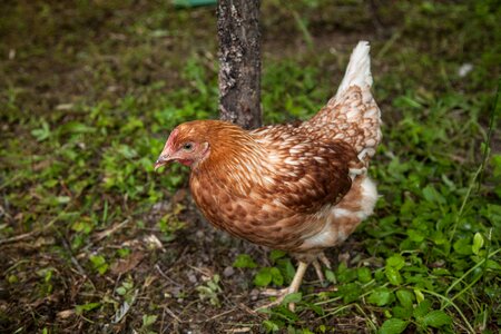 Hen food agriculture photo