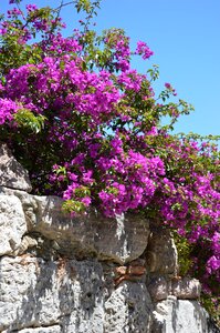 Bourgonvillea sand stone purple