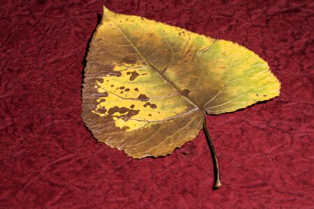 Dry leaf poplar poplar leaf
