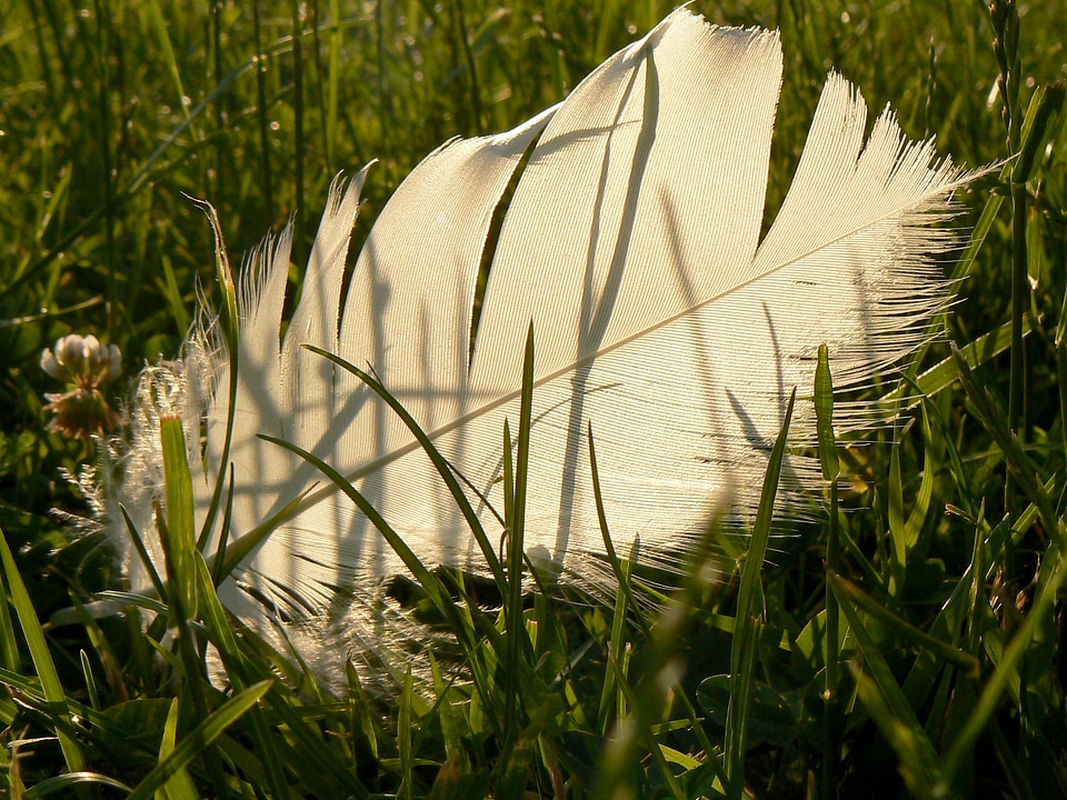 Grasses greenery green background