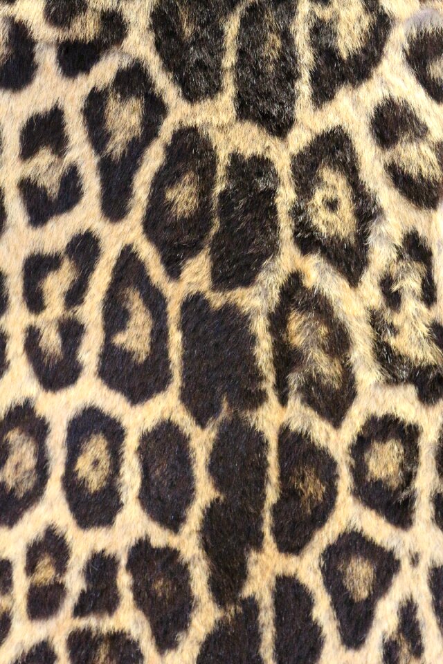 Wildlife zoo safari