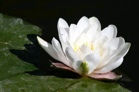 Pond bloom white