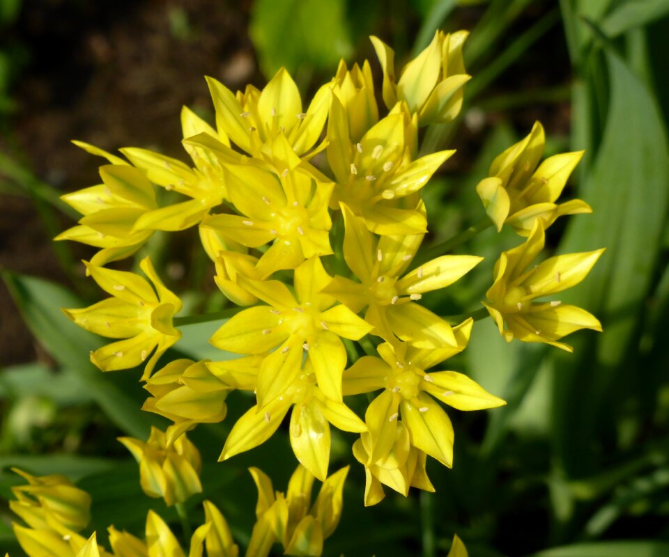 Nature garden bloom