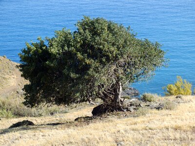 Olives tree mount