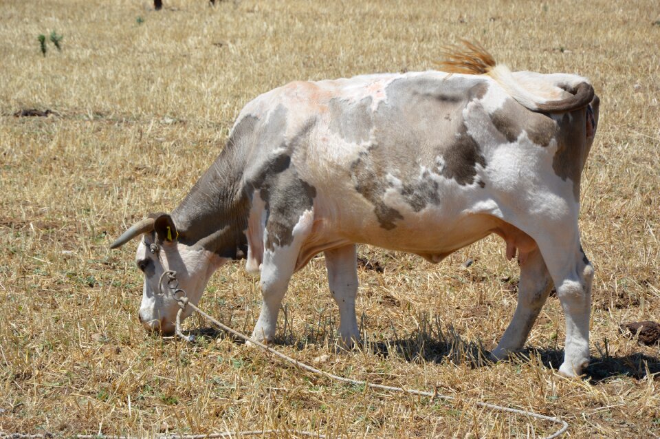 Pasture beef graze