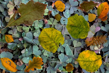 Colorful fern arrangement photo