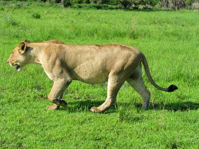 Wild fauna tredator