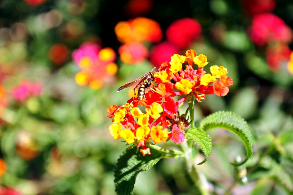 Insects yellow flower flowers