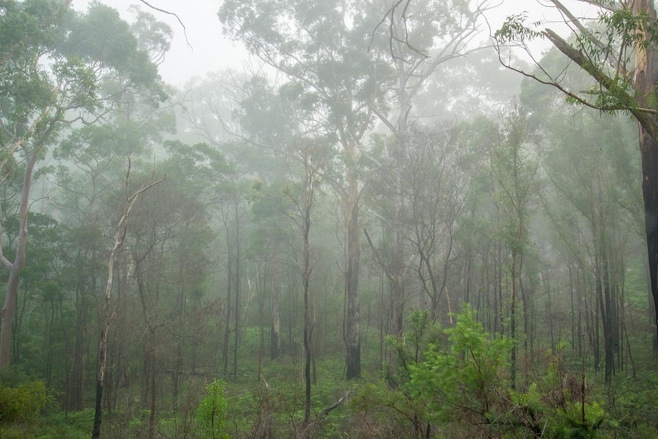 Australia jungle rainforest