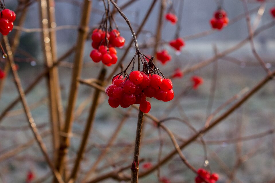Cold plant mist