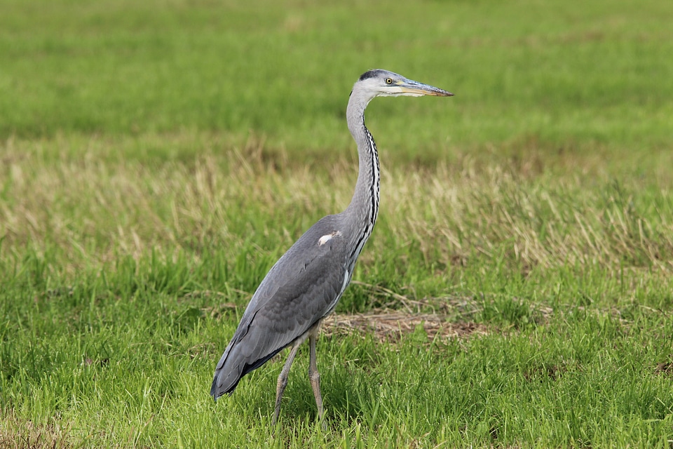 Bird eastern animal