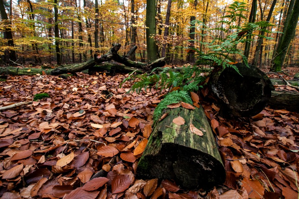 Autumn forest colorful leaves autumn mood