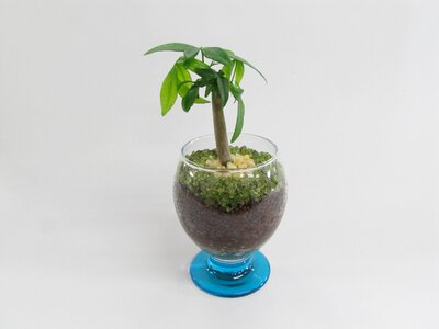 Pot palma glass