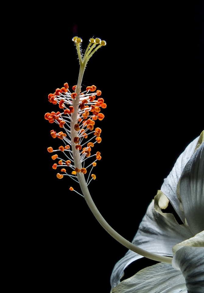 Flower white marshmallow