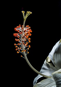 Flower white marshmallow photo