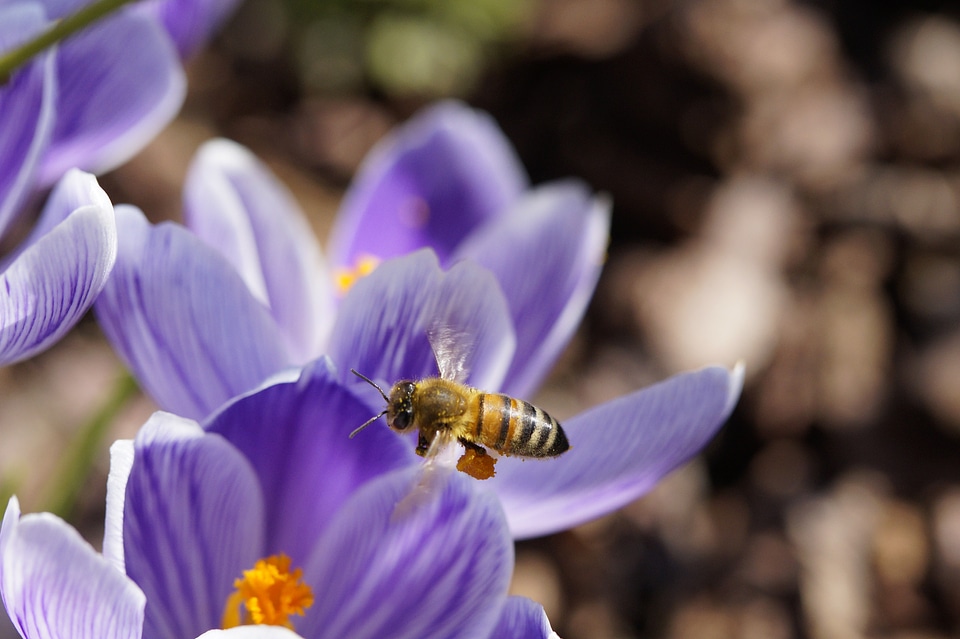 Pollination crocus spring