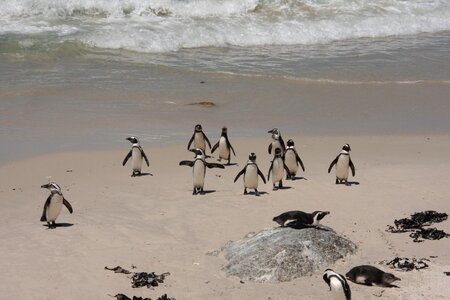 Penguins bolders beach beach