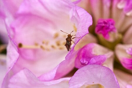 Spring pink rhododendron bush