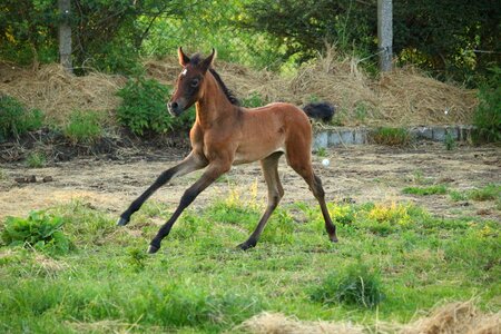 Brown mold thoroughbred arabian high spirits