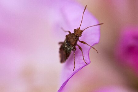Infection petal macro