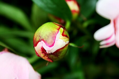 Blossom bloom pink