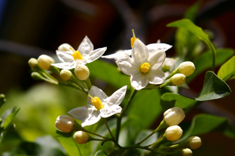 Flowers white nature