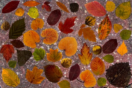 Composition background arrangement
